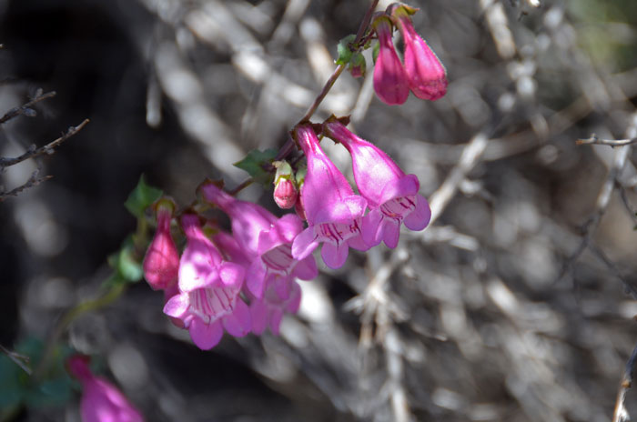 Sunset Crater Penstemon with showy pink flowers on upper stems. Sunset Crater Penstemon blooms from June to July. Penstemon clutei